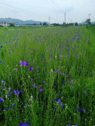 桔?；?/></a>
        <div   id=